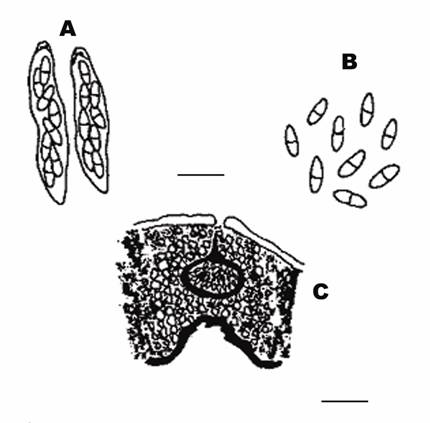 Diaporthe arctii (Lasch) Nitschke. A. Asci (bar: 20 μm), B. Ascospores (bar: 20 μm), C. Perithecium on Erigeron canadensis L. (bar: 500 μm) 