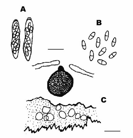 Diaporthe nomurai Hara. A. Asci (bar: 20 μm), B. Ascospores (bar: 20 μm), C. Perithecium on Boehmeria frutescens Thunb. (bar: 500 μm) 