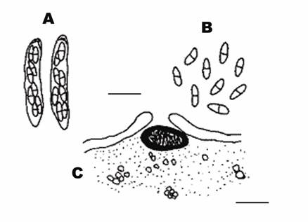 Diaporthe pustulata (Desmazieres) Saccardo. A. Asci (bar: 20 μm) B. Ascospores (bar: 20 μm), C. Perithecium on Acer morrisonense Hayata (bar: 500 μm) 