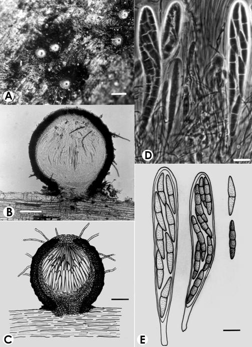Herpotrichia schiedermayeriana. A. Ascostromata on host twig, bar= 600 μm. B-C. V.s. of ascoma, bar= 100 μm. D-E. Asci and ascospores, bar= 10 μm. 