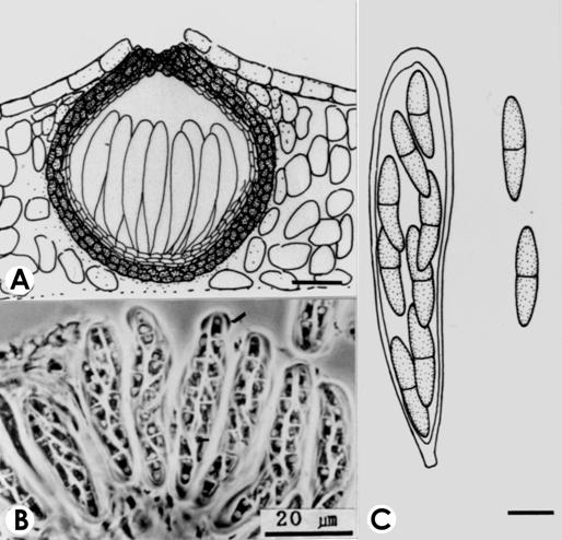 Mycosphaerella artemisiae. A. V.s. of pseudoperithecium. B. Asci. C. Ascus with ascospores. 