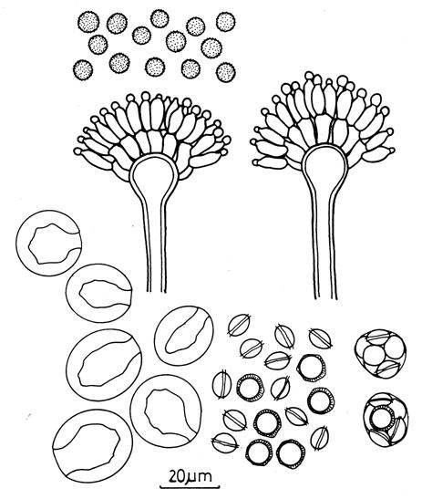 Emericella nidulans. Aspergilla, conidia, Hulle cells, asci, and ascospores. 