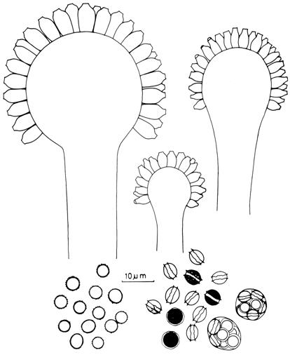Eurotium amstelodami. Aspergilla, conidia, asci and ascospores. 