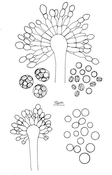 Eurotium herbariorum. Aspergilla, conidia, asci and ascospores. 