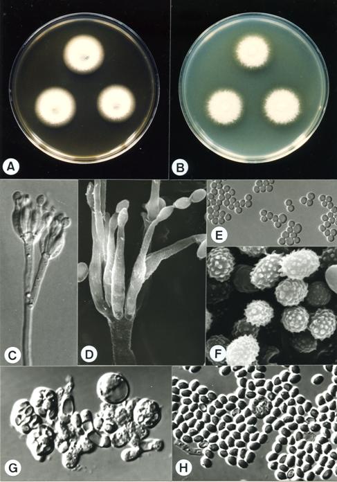 Talaromyces assiutensis (BCRC 32401). A,B. colonies on CYA and MEA at 25°C, 7 days; C. penicillus X1980; D. penicillus X9000; E. conidia X2722; F. asco-spores X17273; G. asci X1980; H. ascospores X2475. 
