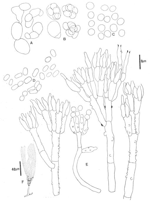 Talaromyces emersonii Stolk. A. initial asci; B. asci with ascospores; C. ascospores; D. conidia; E. conidiophores; F. habit sketches. 