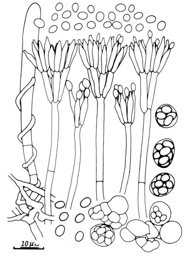 Talaromyces flavus (BCRC 33156). Penicilli, conidia, ascogonial cell, asci, and ascospores. 