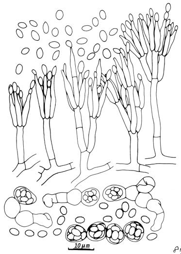 Talaromyces trachyspermum (BCRC 32439). Penicilli, conidia, ascogenous hyphae, asci, and ascospores. 
