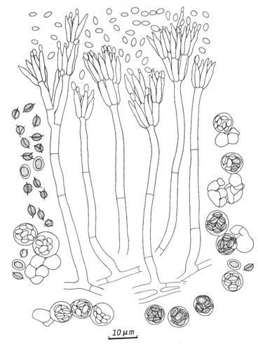 Talaromyces unicus (BCRC 32703). Penicillin, conidia, ascogenous cells, asci, and ascospores. 
