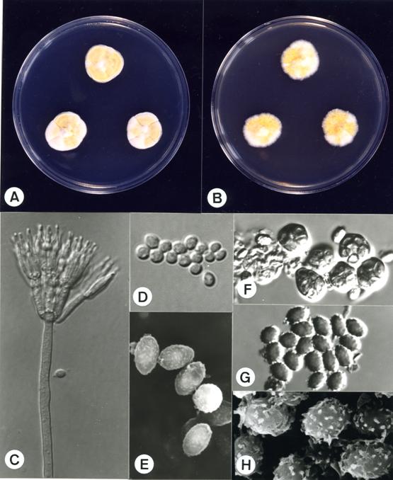 Talaromyces wortmannii (BCRC 32799). A,B. colonies on CYA and MEA at 25°C, 7 days; C. penicillus X1980; D. conidia X2475; E. conidia X13571; F. asci X 1556; G. ascospores X2228; H. ascospores X16154. 