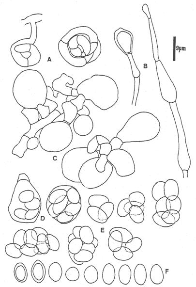 Thermoascus aurantiacus (Chen 8404-4). A. ascomal initial; B. hyphae swollen near septum; C. ascogenous cells; D. asci with ascospores; E. ascospores in evanescent asci; F. ascospores. 