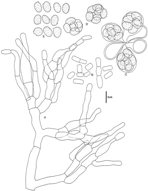 Thermoascus crustaceus (Chen 8504-10). A. conidionphore and phialides; B. conidia; C. asci; D. ascospores in evanescent asci; E. ascospores. 