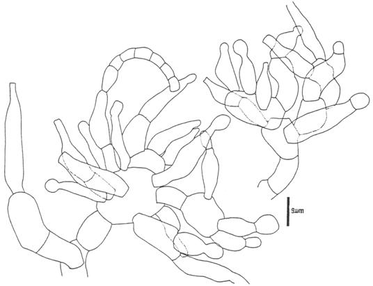 Thermoascus crustaceus (Chen 8504-10). Swollen branches bearing phialides, from culture at 40°C. 