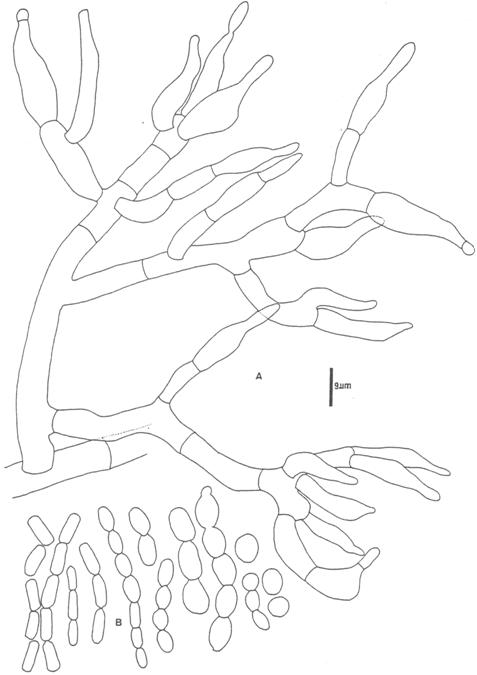 Paecilomyces taitungiacus sp. nov. (Chen 8709-2) A. conidiophore an phialides; B. conidia. 
