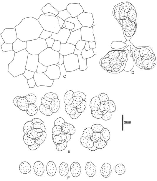 Thermoascus taitungiacus sp. nov. (Chen 8709-2) C. a portion of ascomal peridium; D. asci; E. ascospores in evanescent asci; F. ascospores. 