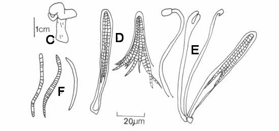 Cudonia convolute. Specimen No.101. A, B. longisection of the hymenial layer X350; C. fruit body; D. ascospores in an ascus; E. paraphyses usually circinate at the apices; F. ascospores with multisepta. 