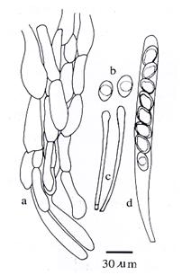 Helvella crispa. A. Apothecia. B. The tuft of fascicled hyphae; C. Ascospores; D. Paraphyses tips; E. Ascus. 