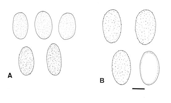 Ascospores of A. Iodophanus carneus. B. I. verrucosporus. Bar = 10 μm. 