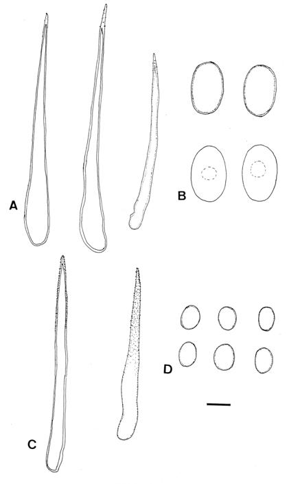 Lasiobolus cuniculi. A. Hairs. B. Ascospores. L. microsporus; C. Hairs. D. Ascospores. Bar = 25 μm for A. C. and 10 μm for B. D. 