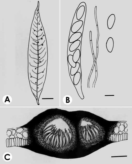 Phyllachora laurinearum. A. Leaf spots, bar=20 mm. B. Ascus, ascospores and paraphyses, bar=10 μm. C. V.s. of ascomata, bar=100 μm. 