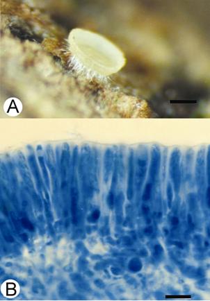 Orbilia inflatula. A. An apothecium. Bar= 0.6 mm. B. Hymenium from the sample stained with cotton-blue. Bar= 7 μm. 