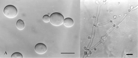 Morphology of Candida tropicalis (BCRC 22341) A. Vegetative cells grown in glucose-yeast extract-peptone broth for 3 days at 25°C. B. Hyphae and pseudohyphae grown in CMA agar for 7 days at 25°C. Bar = 5 µm, photographs by light microscope. 