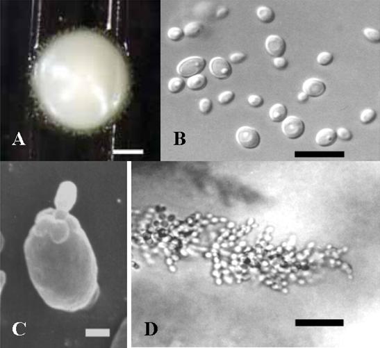 Pichia ohmeri ST5-3. (CCRC 22924). A. Colony morphology, 7 days at 25°C in YM agar. Bar = 1 mm. B. Vegetative cells after 3 days at 25°C in YM agar. Bar = 10 μm. C. Vegetative cells after 3 days at 25°C in YM agar. Bar =1 μm. D. Pseudomycelium, 7 days at 25°C in CMA agar. Bar = 10 μm. A, DM (Olympus SZ-ET), B & D, LM (Nikon ECLIPSE E800), C, SEM. 