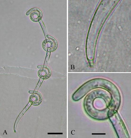 Harpella meridianalis. A. A unbranched thallus bearing curved trichospores, as seen within the transparent peritrophic membrane. Bar=30 µm. B. Base of a thallus showing the rounded holdfast region. C. Appendages spiraled within the trichospore. Bar=10 µm. 