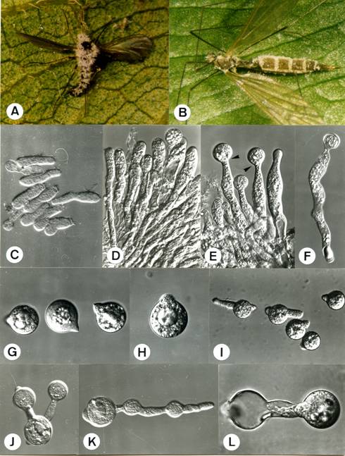Conidiobolus obscurus. A-B. Cadavers of infected dipteran attached to leaf undersurface, body and sutures covered with mycelium and conidiophores, A. 11X, B. 8X. C. Hyphal bodies. D-F. Conidiophores and conidiogenous cells, some with incipient conidia (arrow heads), D. 310X, E. 350X, F. 340X. G. Primary conidia with pointed papilla, 430X. H. Primary conidia with rounded papilla, 445X. I-L. Germination of conidia and formation of secondary conidia, I. 370X, J. 400X, K. 395X, L. 810X. 
