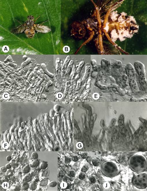 Entomphthora muscae. A. Dead fly on leaf, 3X. B. Conidiophores emerging from intersemental membranes of abdomen of host, 8X. C-D. Hyphal bodies, C. 200X, D. 335X. E. Hyphal bodies multinucleate, 360X. F. Conidiophores, 180X. G. Conidiophores multinucleate, 410X. H. Primary and secondary conidia, 330X. I-J. Primary conidia multinucleate, I. 280X, J. 720X. 