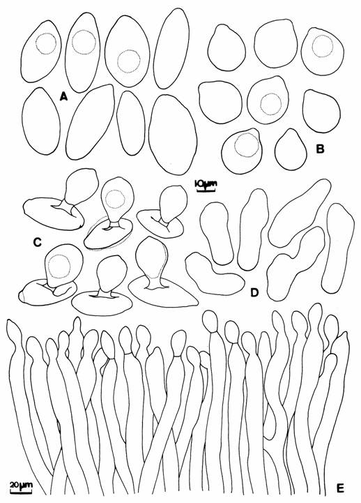 Erynia neoaphidis. A. Primary conidia. B. Secondary conidia. C. Formation of secondary conidia. D. Hyphal bodies. E. Conidiophores, some with conidial initials. 
