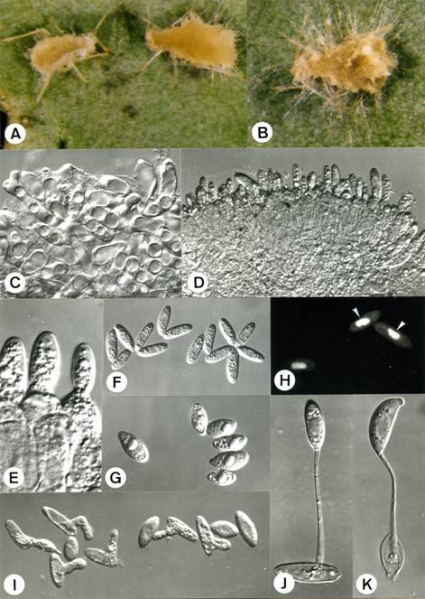 Zoophthora aphidis. A-B. Infected and dead aphids affixed to leaf by rhizoids, A. 19X, B. 21X. C. Hyphal bodies, 490X. D. Conidiophores and primary conidia, 425X. E. Formation of primary conidia, 1400X. F. Primary conidia, 375X. G. Secondary conidia, 475X. H. Primary mononucleate conidia (arrow heads), 335X. I. Formation of secondary conidia, 495X. J-K. Formation of capilliconidia, J. 910X, K. 950X. 