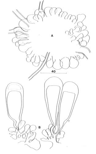 Diagram of sporocarps and chlamydospores of S. taiwanensis. A. Young sporocarp connected with five monohyphal stalks. Note spores still in vesicular sppearance. B. Mature chlamydospores and pedate plexal cell. Note some vesicle-like young spores formed from plexal cell. 