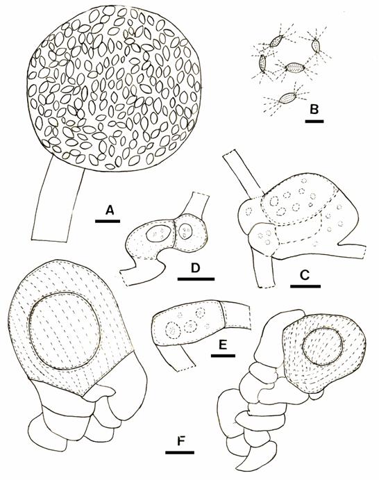 Choanephora circinas. A. A sporangium. Bar= 12 µm. B. Sporangiospores with striations on the wall and appendages on both ends. Bar= 10 µm. C. Mating of  “+” strain and “_” strain, note the swollen hyphae of the mating point. Bar= 15 µm. D. Progametangia. Bar= 18 µm. E. Gametangia. Bar= 12 µm. F. Two Mature zygospores with a central oil drop. Bar= 20 µm. 