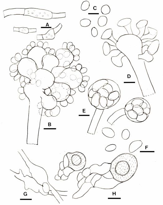 Choanephora infundibulifera. A. Three clamydospores. Bar= 12 µm. B. Conidia on secondary vesicles of a conidiophore ending in a primary vesicle. Bar= 15 µm. C. Conidia. Bar= 12 µm. D. Secondary vesicles persisting on the primary vesicle after conidia maturing. Bar= 14µm. E. Two mature sporangia. Bar= 18 µm. F. Sporangiospores. Bar=24 µm. G. Mating of “+” strain and “_” strain, showing contact of two hyphae. Bar= 12 µm. H. Two mature zygospores with striations on the walls. Bar= 22 µm. 