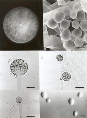 Morphology of Mucor recurvus var. indica BCRC 32472. A. Colony grown on MEA medium at 20°C for 7 days. B. Sporagniospores (Bar= 3 μm). C. Sporangium (Bar= 30 μm). D. Sporagniola (Bar= 30 μm). E. Sporangiophore with columella (Bar= 30 μm). F. Sporangiospores (Bar= 10 μm). 