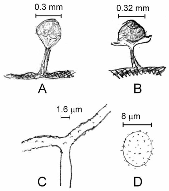 Arcyria globosa. A & B. Fruiting bodies. A, bar=0.30 mm; B, bar=0.32 mm; C. Capillitium, bar=1.6 μm; D. Spore, bar=8 μm. 