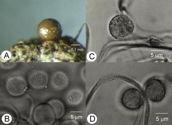 Calomyxa metallica var. microspora. A. Fruiting body, bar=0.1 mm; B. Spores, surface view, bar=5μm; C & D. Spores and capillitial thread, bar=5μm. 