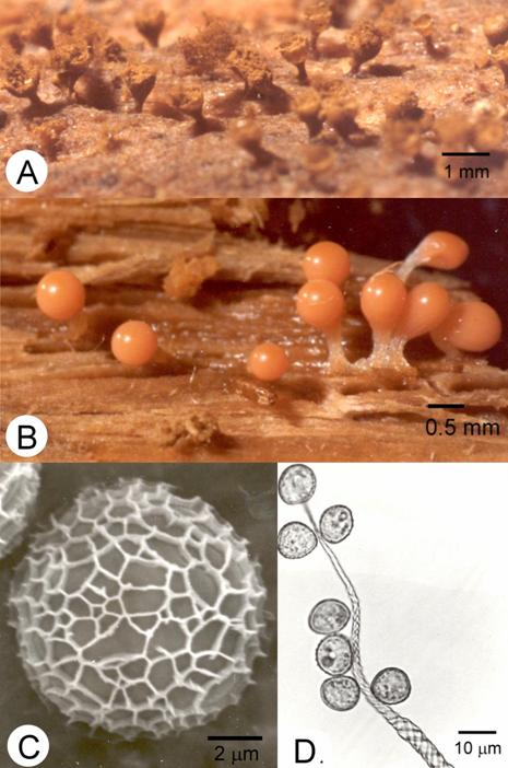 Trichia decipiens. A. Fruiting bodies, bar=1 mm; B. Young fruiting bodies, bar=0.5 mm; C. Spore, SEM, bar=2 μm; D. End of capillitial thread and spores, bar=10 μm. 