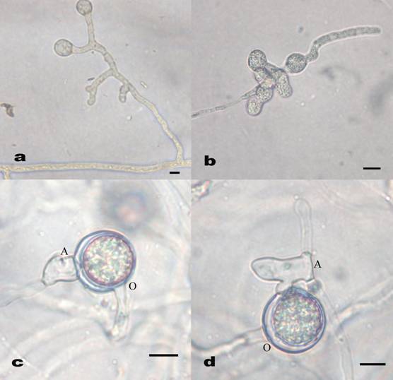 Pythium aphanidermatum. a. appressoria, b. sporangia, c & d. oogonium and antheridium. Bar=10 μm. 