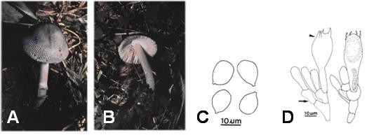 Amanita ovalispora. A-B. Basidiome. C. Basidiospores. D. Basidia (›) and subhymenium (→). 