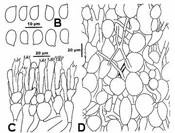 Amanita yenii. A. Basidiomes. B. Basidiospores; C. Hymenium and subhymenium; D. Longitudinal section of a volval remnant on pileus. 