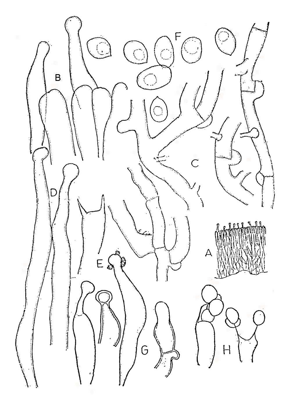 Hyphodontia sambuci (Pers.) J. Erikss.
A. Longitudinal section of basidiocarp, ×59. B. A portion of hymenium showing cystidia and paraphyses, ×1440. C. Hyphae, ×l440. D. Cystidia protruding, ×l440. E. Immature basidium with two sterigmata, ×l440. F. Basidiospores, ×l440. G. Cystidia, ×1041. H. Basidia and basidiospores, ×1041. A–F based on No. 4285; G–H based on No. 2651. 