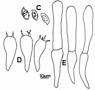 Austroboletus gracilis. A. Basidiome. B. Scanning electron micrograph of basidiospores. C. Basidiospores; D. Basidia; E. Pleurocystidia. 