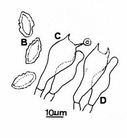 Austroboletus subvirens. A. Basidiome. B. Basidiospores; C. Basidia; D. Pleurocystidia. 