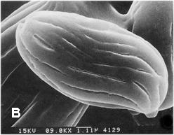 Boletellus russellii. A. Basidiomes. B. Scanning electron micrograph of basidiospore. C. Basidia; D. Pleurocystidia. 