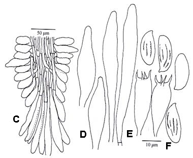 Boletellus taiwanensis. A. Basidiome. B. Scanning electron micrograph of basidiospores. C. Sterile hymenium showing pleurocystidia, cheilocystidia, and tubetrama; D. Pleurocystidia; E. Cheilocystidia; F. Basidia and basidiospores. 