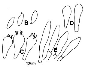 Boletus violaceofuscus. A. Basidiome. B. Basidiospores; C. Basidia; D. Pleurocystidia; E. Cheilocystidia. 