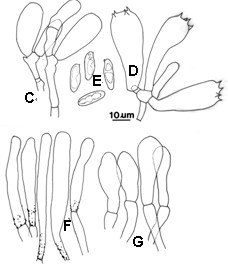 Suillus placidus. A-B. Basidiomes. C. Hymenium; D. Basidium; E. Basidiospores; F. Pleurocystidia; G. Caulocystidium. 