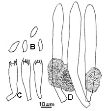 Suillus spraguei. A. Basidiome. B. Basidiospores; C. Basidia; D. Pleurocystidia. 